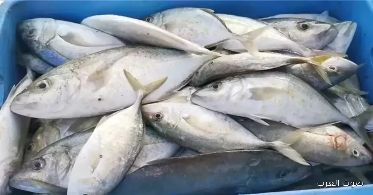 أسعار السمك النهارده السبت 29 نوفمبر 2025