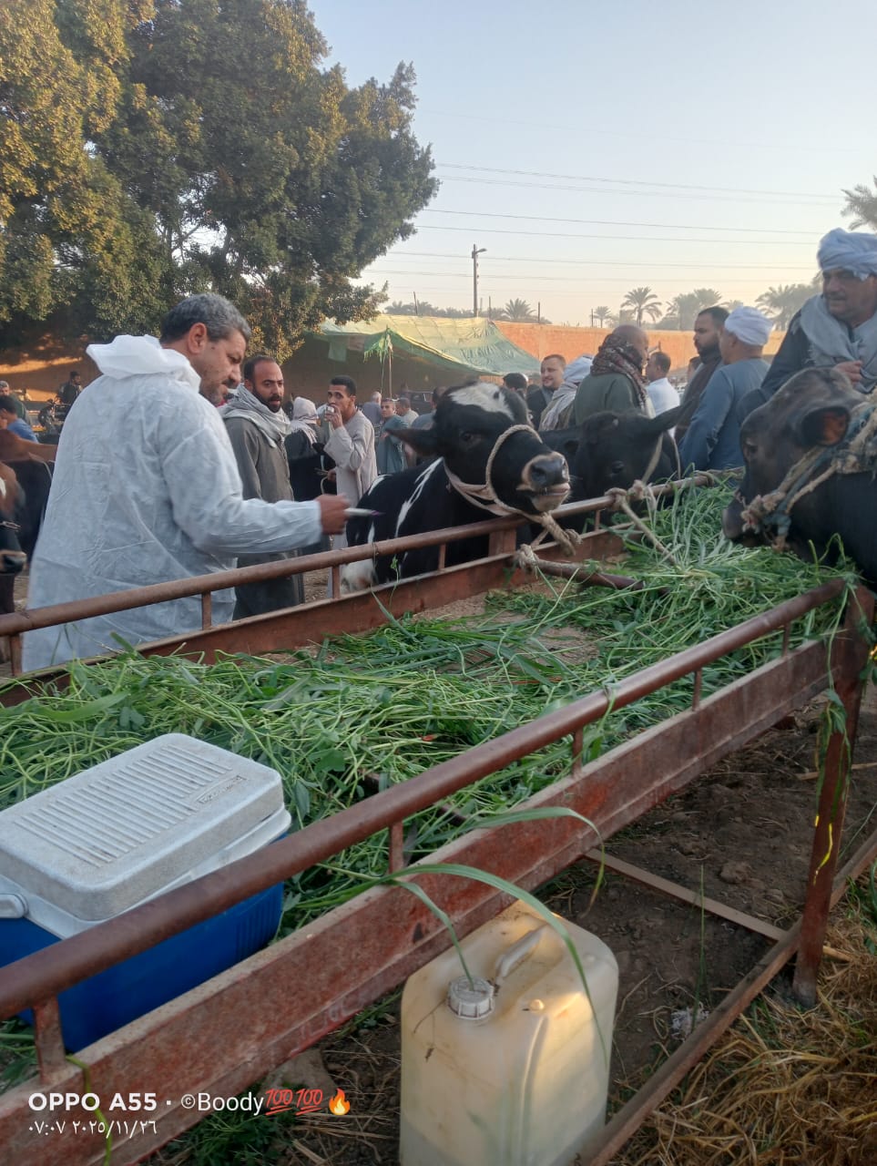 تحصين 8.1 مليون رأس ماشية ضد الأمراض الوبائية في مصر 4 1764927197 123 تحصين 81 مليون رأس ماشية ضد الأمراض الوبائية في مصر