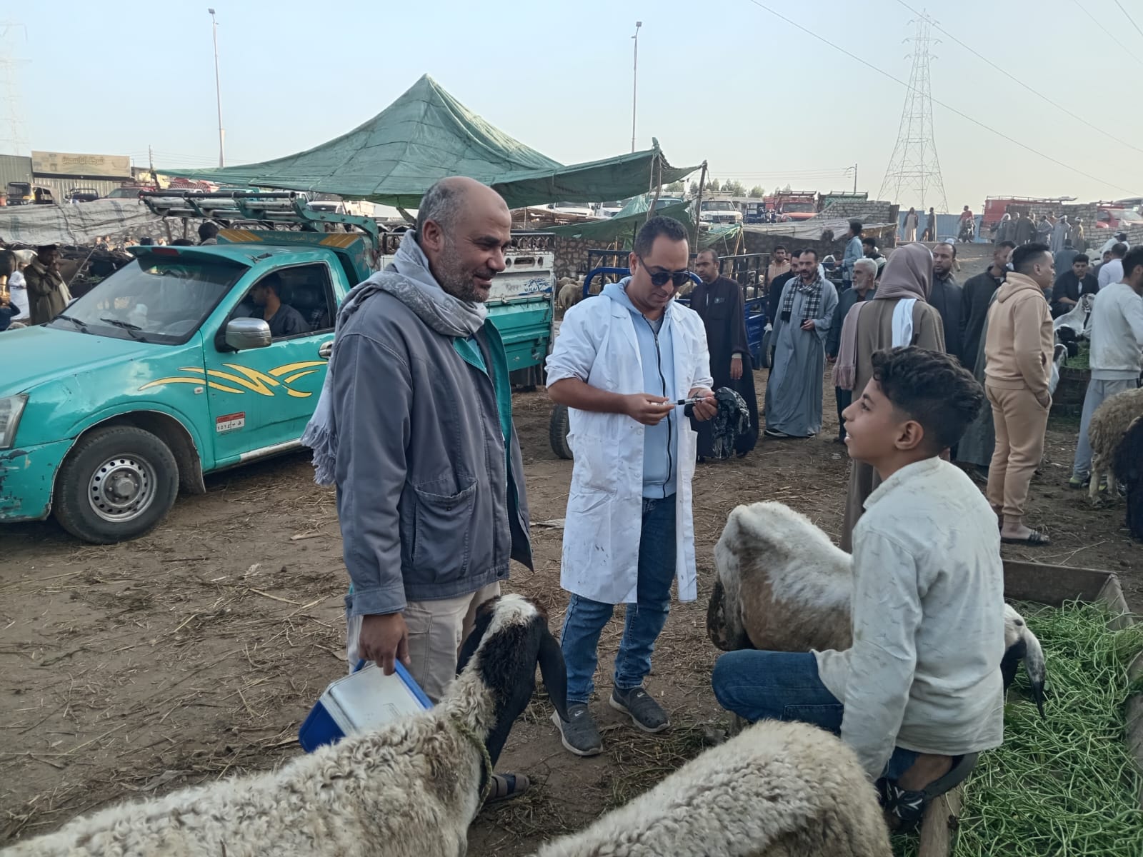 تحصين 8.1 مليون رأس ماشية ضد الأمراض الوبائية في مصر 3 1764927197 433 تحصين 81 مليون رأس ماشية ضد الأمراض الوبائية في مصر