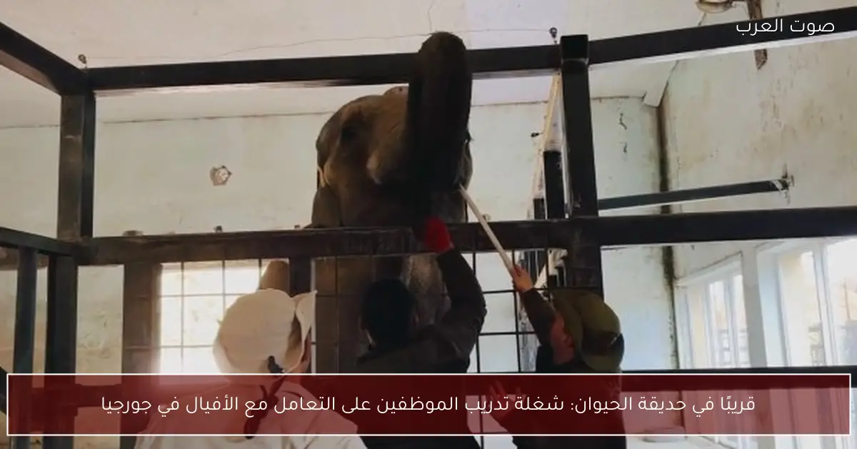 قريبًا في حديقة الحيوان: شغلة تدريب الموظفين على التعامل مع الأفيال في جورجيا
