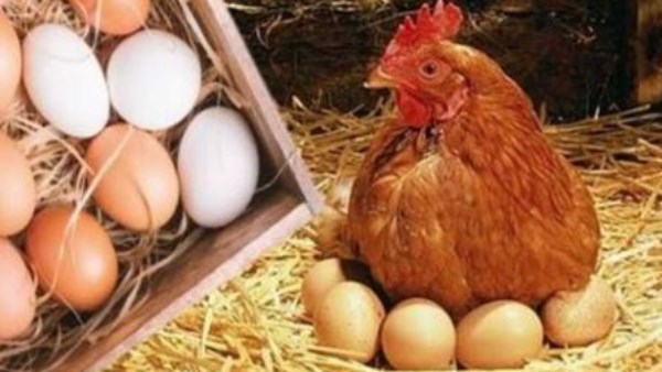 أسعار الدواجن والبيض