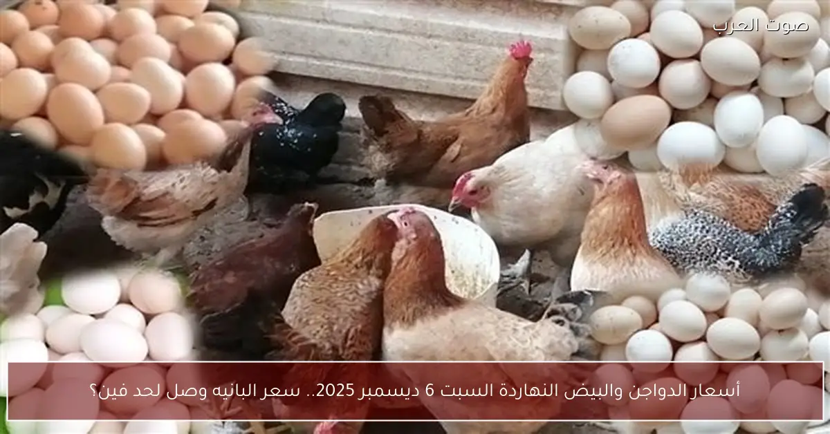 أسعار الدواجن والبيض النهاردة السبت 6 ديسمبر 2025.. سعر البانيه وصل لحد فين؟