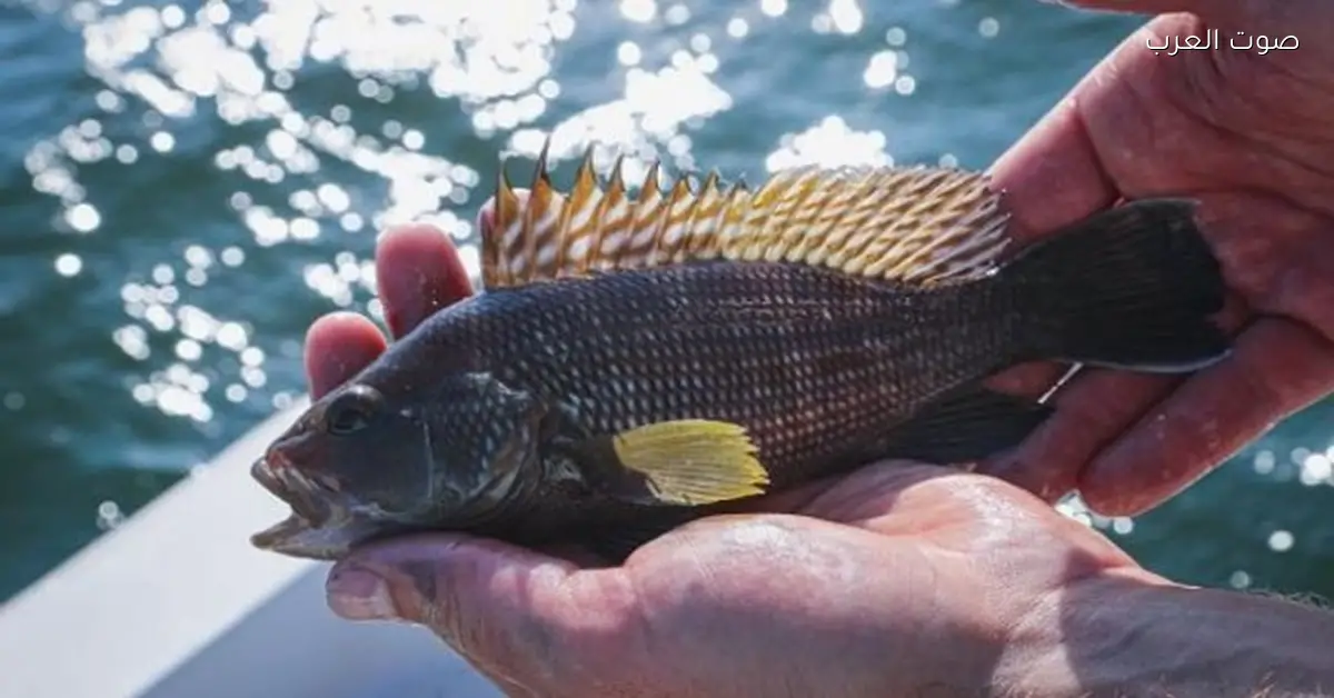 اكتشاف فيروس خطير في الساحل التونسي يهدد مزارع القاروص في البحر المتوسط