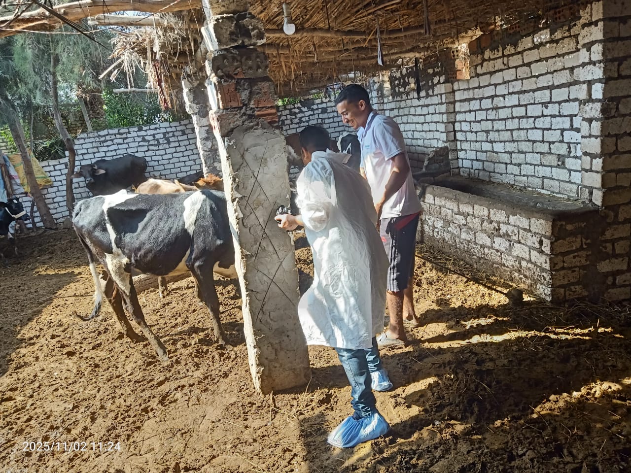 تحصين 8.1 مليون رأس ماشية ضد الأمراض الوبائية في مصر 2 تحصين 81 مليون رأس ماشية ضد الأمراض الوبائية في مصر